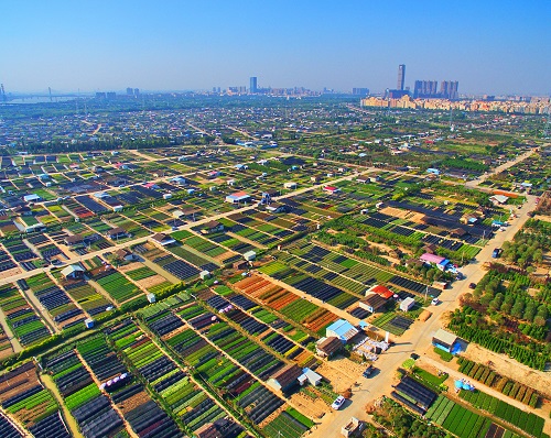 美丽的苗木基地