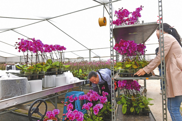 In a Shenwan-based flower farm, a large area of phalaenopsis, or butterfly orchids, especially grown for Hong Kong is in full bloom in the greenhouse. [Photo by Sun Junjun]