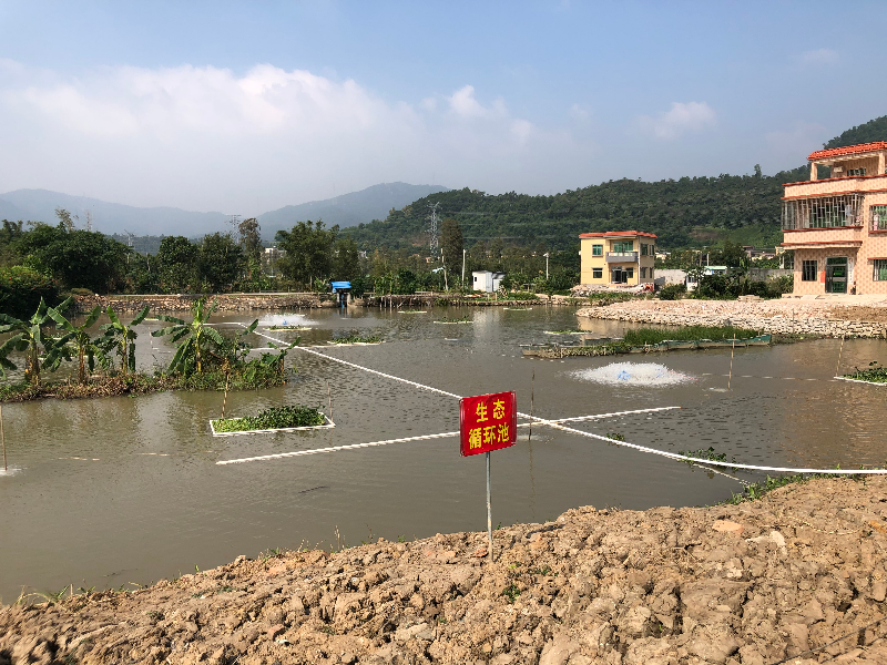 图2：坦洲镇尾水治理试点.jpg