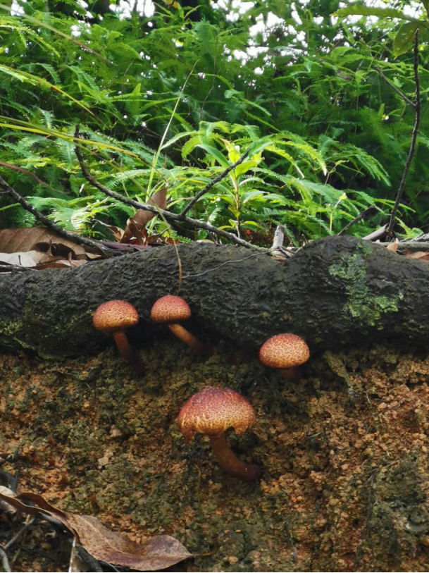 自动转存图片