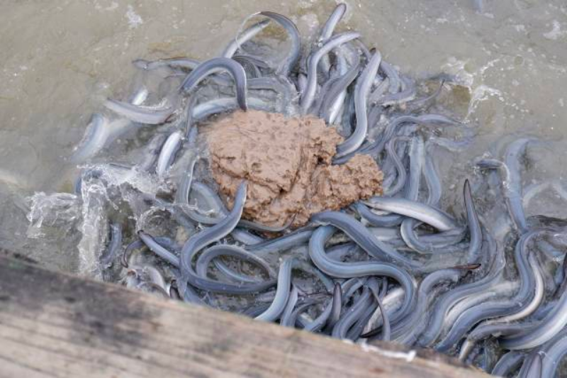 揉成面团的饲料让鳗鱼扎堆进食。