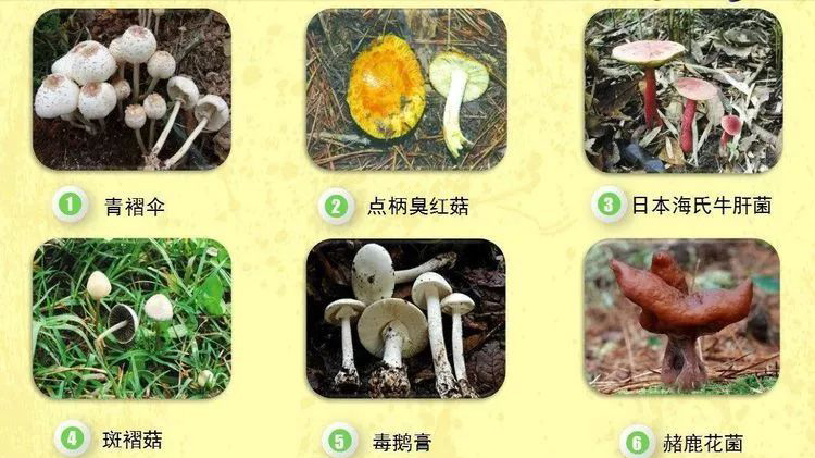 毒蘑菇.jpeg