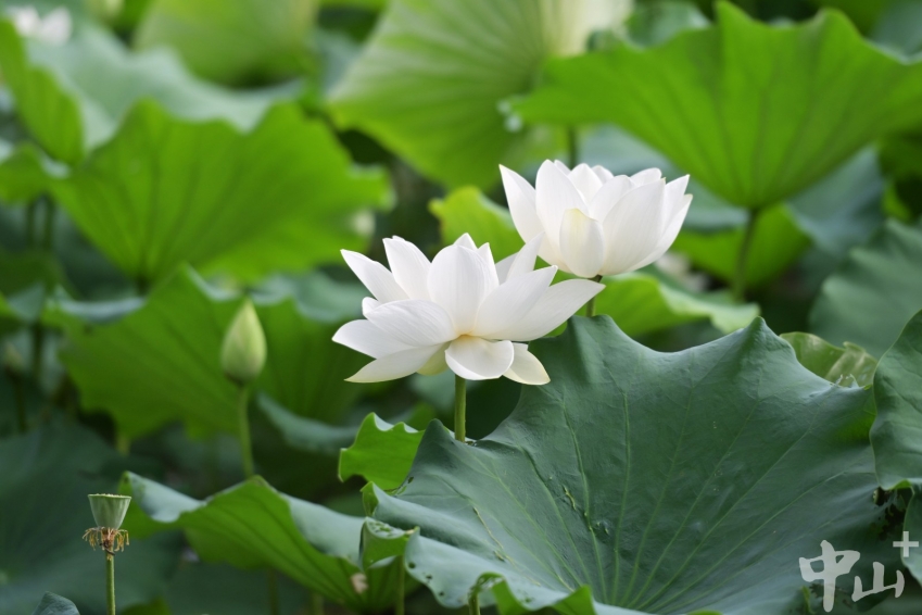'Zhongshan Lotus...