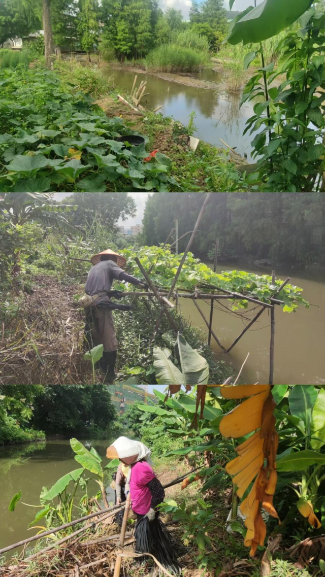 中山板芙镇大力推进重点河涌专项整治行动，守护绿水清波
