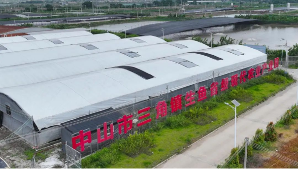 三角镇集中连片集约化尾水治理初见成效