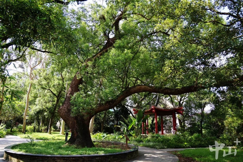 Camphor Tree Park
