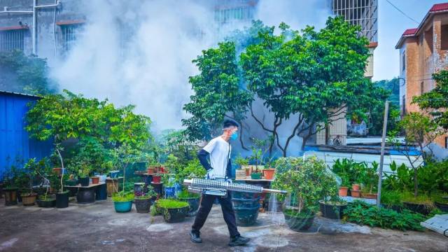 尹念红到板芙镇调研：坚持灭蚊防疫不放松不停歇，坚决守护人民群众生命健康安全