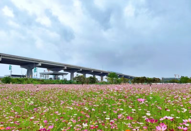 神湾镇：拆围透绿，绘就城市绿美画卷！