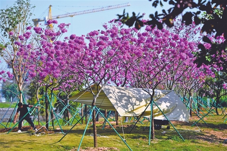 A tourist is setting up a camping canopy at Zhongshan Talent Park under blooming trumpet trees. Photo by Miao Xiaojian A tourist is setting up a camping canopy at Zhongshan Talent Park under blooming trumpet trees. Photo by Miao Xiaojian