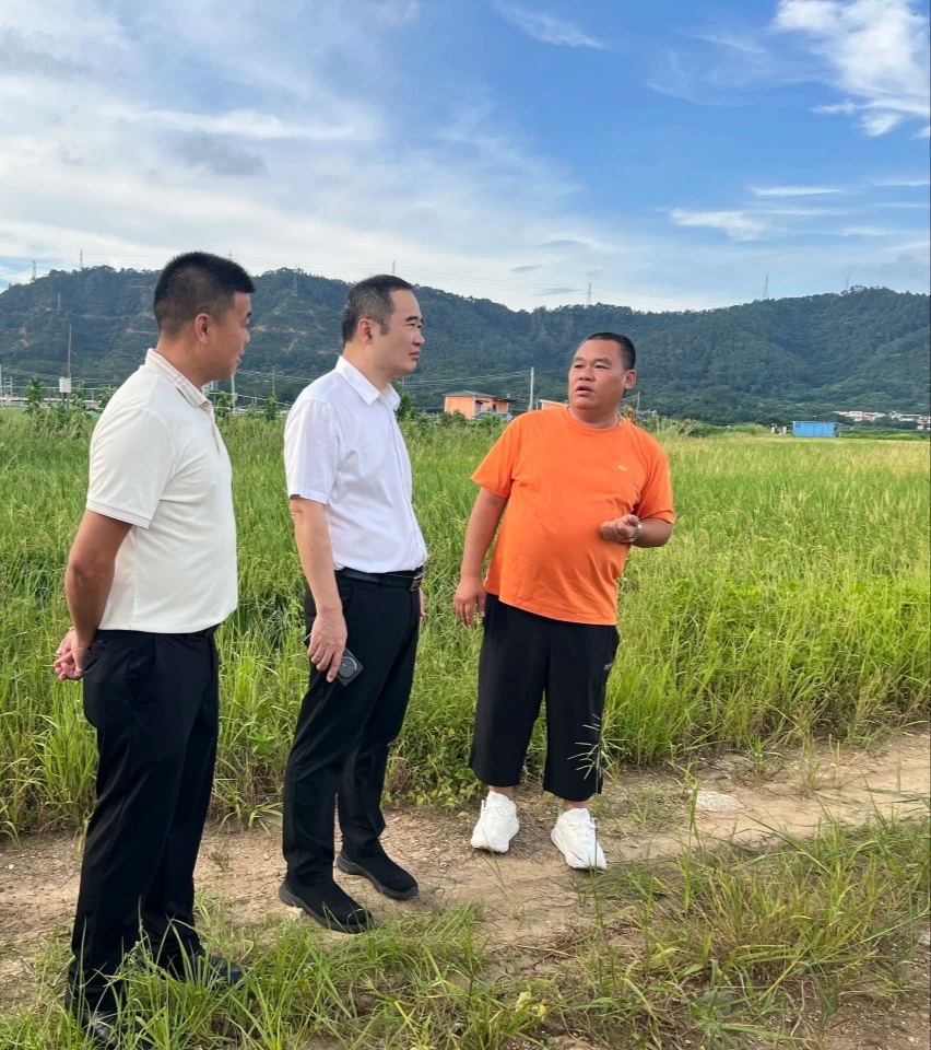 双抢一线看粮田！神湾镇深入田间调研早稻收割和高标准农田建设