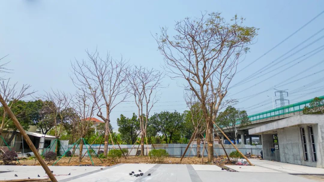 两校认捐树木 (2).jpg